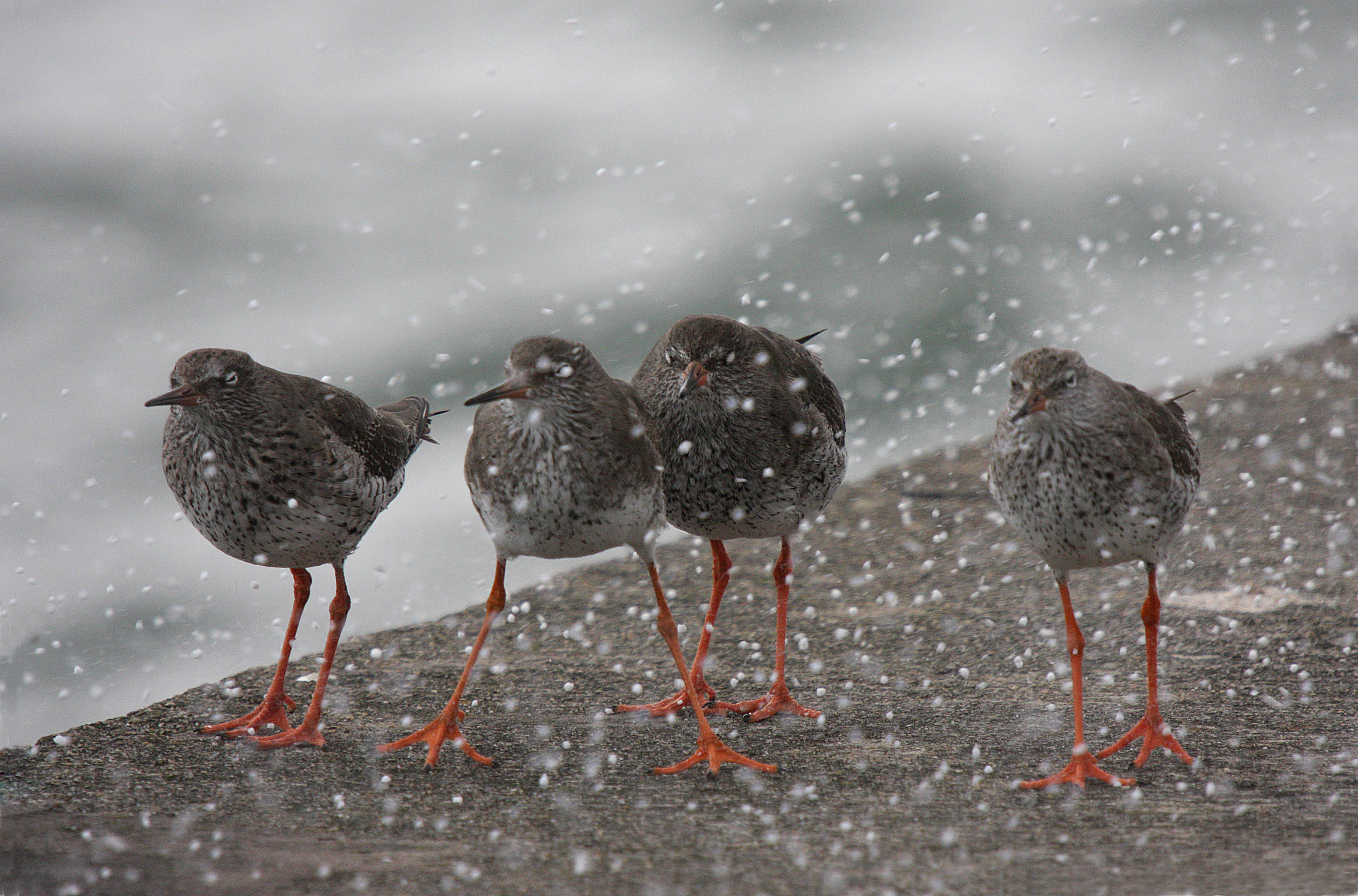 Redshank